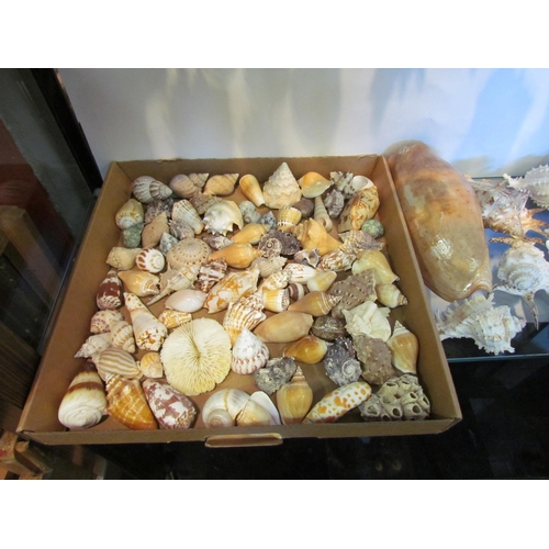 1424 - A large collection of sea shells