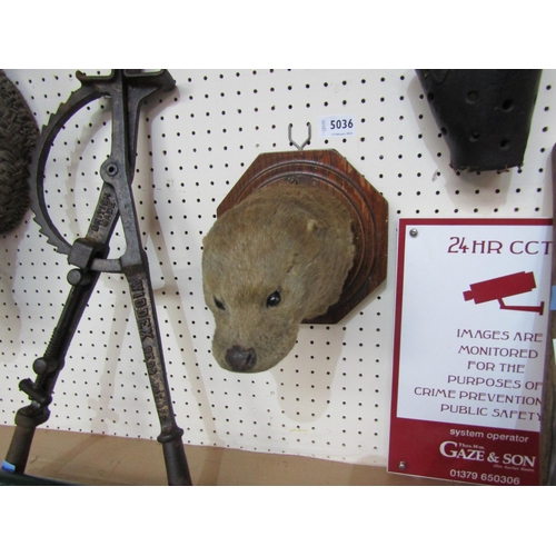 5036 - A wooden mounted otters head