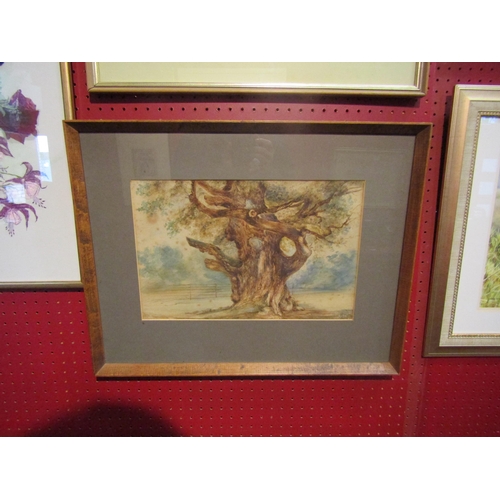 4077 - A watercolour depicting a gnarled old tree, foxed, framed and glazed, 26cm x 36cm image size     (R)... 