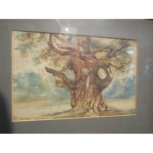 4077 - A watercolour depicting a gnarled old tree, foxed, framed and glazed, 26cm x 36cm image size     (R)... 