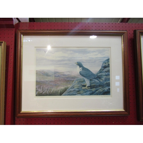 4082 - M. WOODCOCK: A limited edition print of Peregrine Falcon No. 41/500 entitled 