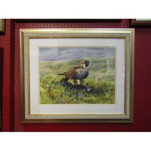 4084 - A print after P.Bainbridge of a Peregrine Falcon, framed and glazed, 29cm x 40cm image size