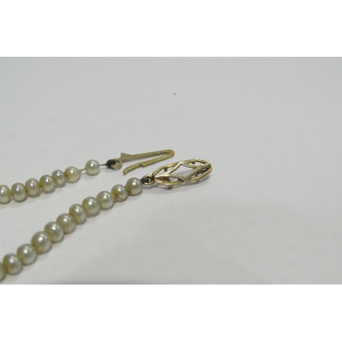 4376 - A single strand pearl necklace with 9ct gold clasp, 49cm long