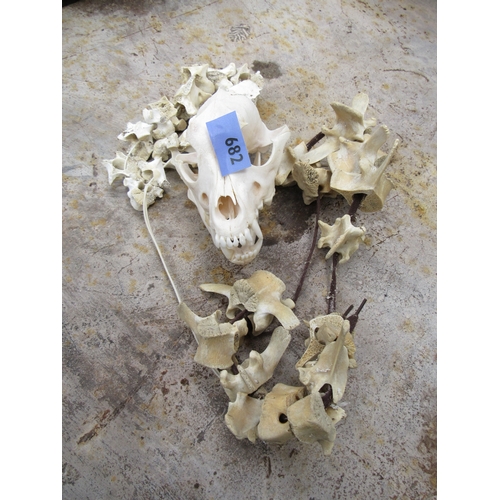 2062 - A dog's skull and various vertibre bones