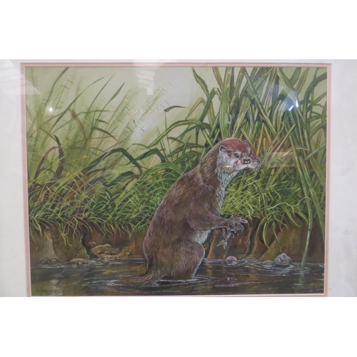 4434 - PETER HOLMES: Two studies one of an otter, the other a deer crossing road, both signed, framed and g... 