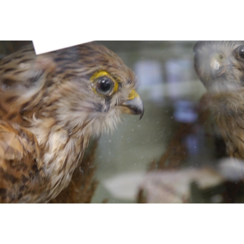 2167 - A late 19th/early 20th Century taxidermy of two Kestrels