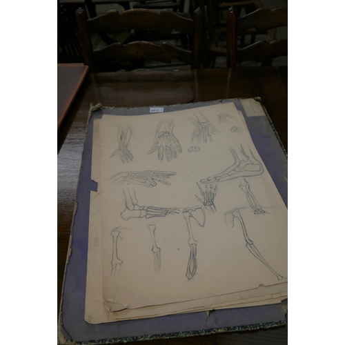 2189 - A folio of pencil drawings of skeletons     (E) £15-20 (group with 2187)