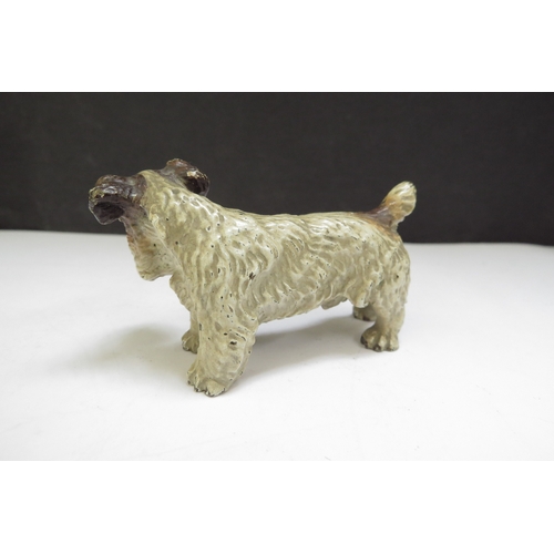 6389 - An Austrian cold painted bronze of a terrier, 7cm long