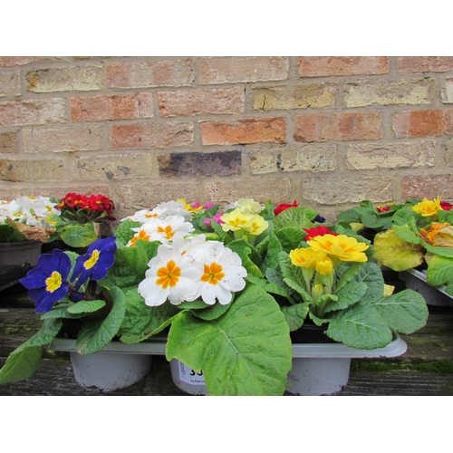 3075 - 18 mixed Primula