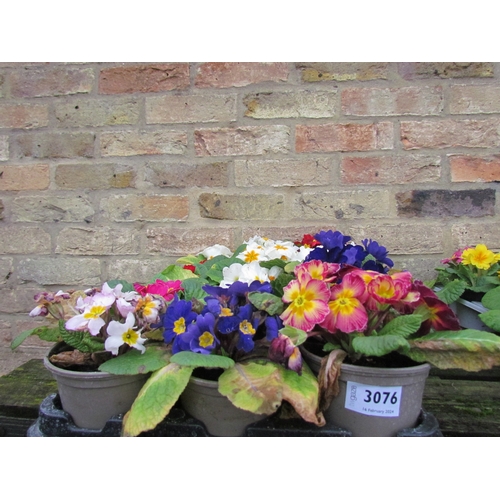 3076 - 15 mixed Primula