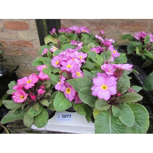 3077 - 15 Primula 