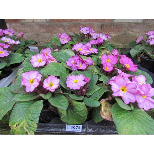 3078 - 15 Primula 