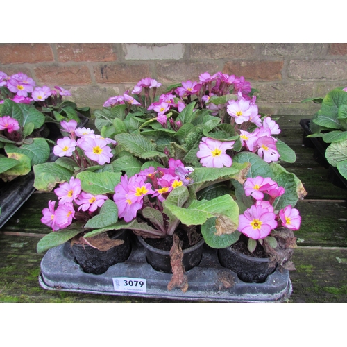 3079 - 15 Primula 