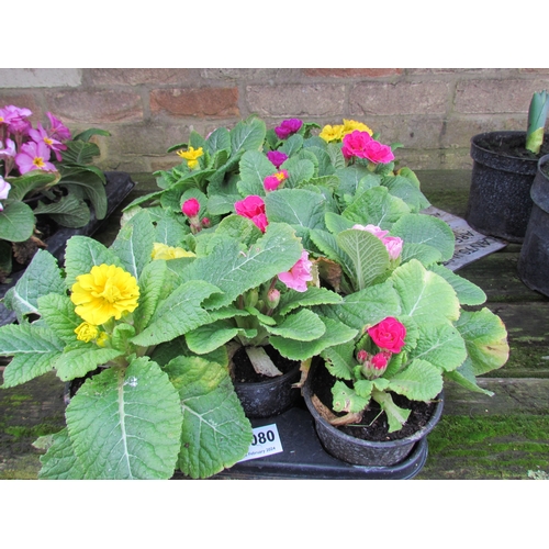 3080 - 15 double Primula