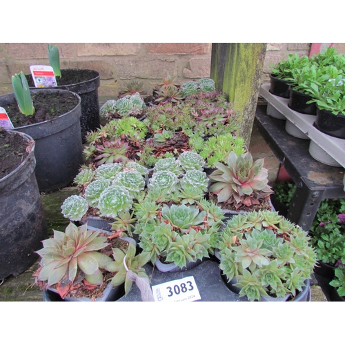 3083 - 18 Sempervivum