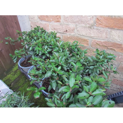 3091 - 8 Pyracantha 