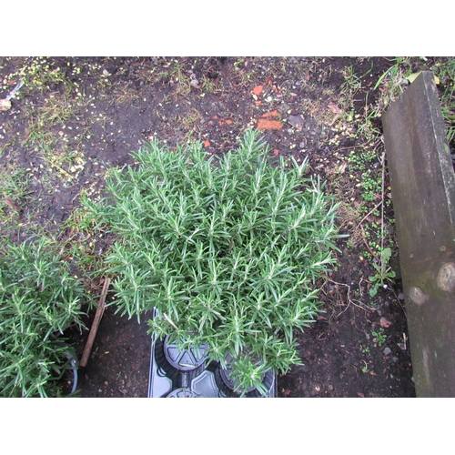 3098 - 4 Rosemary