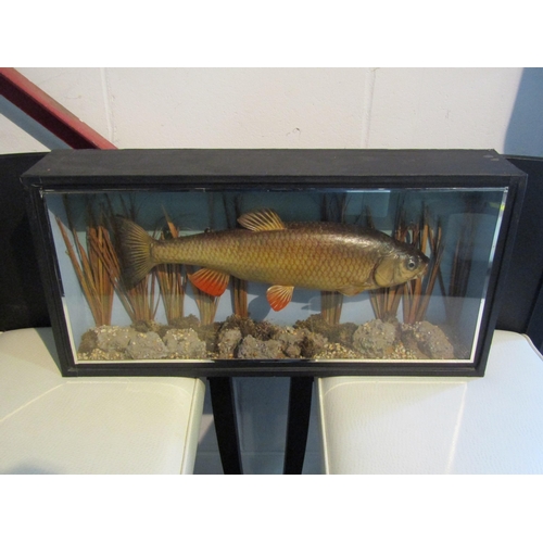 1002 - A taxidermy Chubb in display case bearing Williams & Son, Dublin, label, case 29cm tall x 58cm long ... 