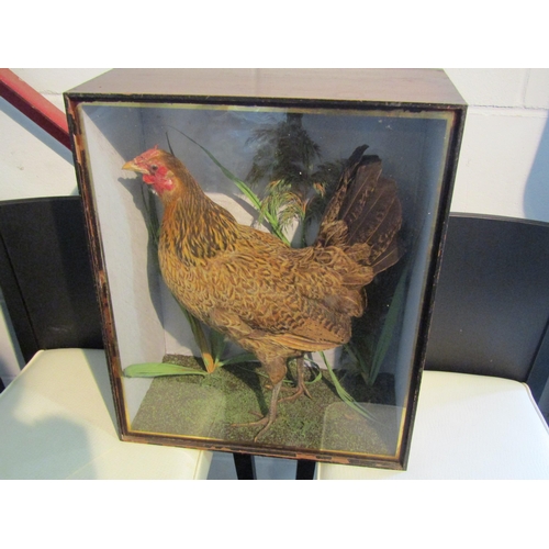 1003 - A cased taxidermy of a chicken (hen) in naturalistic setting, case 49cm tall x 41cm wide x 20cm deep