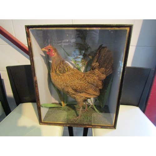 1003 - A cased taxidermy of a chicken (hen) in naturalistic setting, case 49cm tall x 41cm wide x 20cm deep