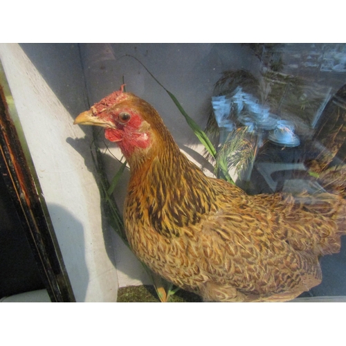 1003 - A cased taxidermy of a chicken (hen) in naturalistic setting, case 49cm tall x 41cm wide x 20cm deep