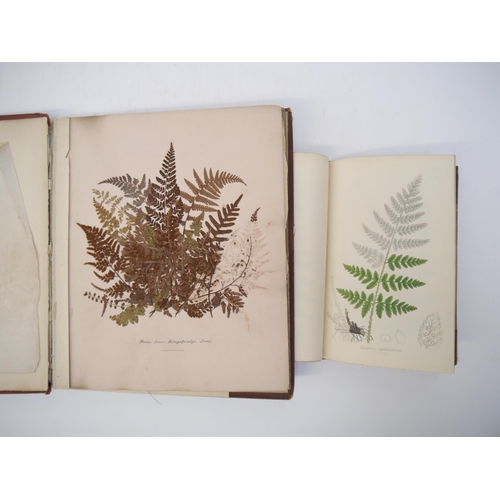 7291 - (Ferns). A 4to album containing 10 leaves of pressed ferns, flowers &c from the Amazon and the Carib... 