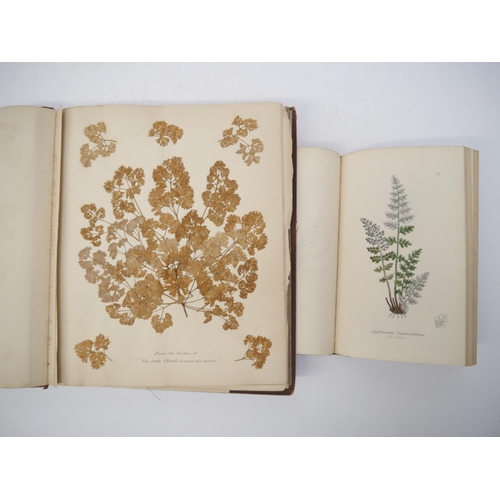 7291 - (Ferns). A 4to album containing 10 leaves of pressed ferns, flowers &c from the Amazon and the Carib... 