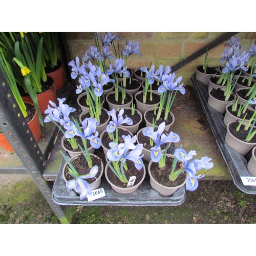 3065 - A quantity of Dwarf Iris 