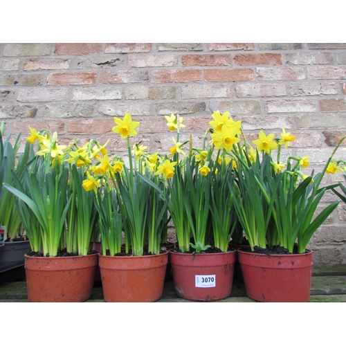 3070 - 8 Narcissus 