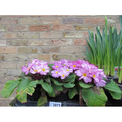 3073 - 15 Primula 