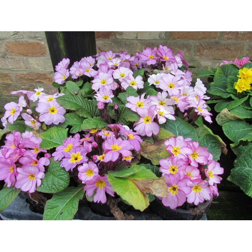 3074 - 15 Primula 