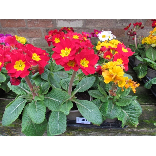 3076 - 15 mixed Polyanthus