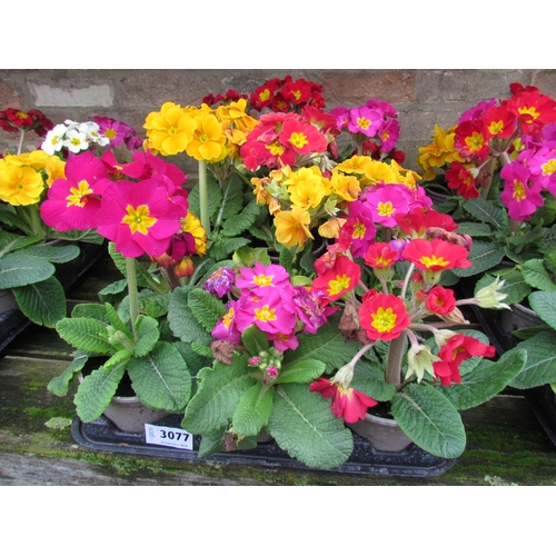 3077 - 15 mixed Polyanthus