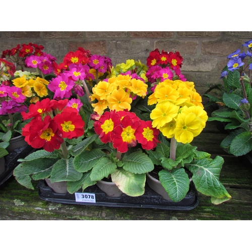 3078 - 15 mixed Polyanthus