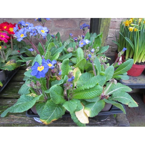 3079 - 18 blue Polyanthus