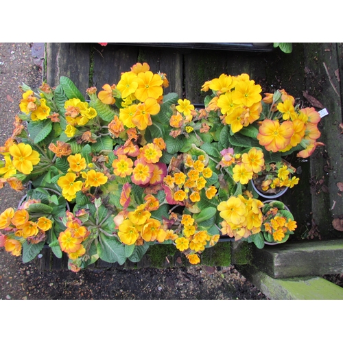 3080 - 18 yellow Primula