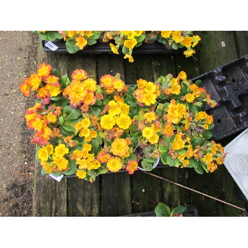 3082 - 18 yellow Primula