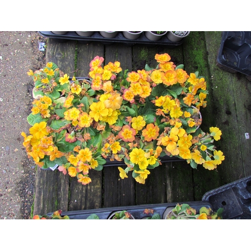 3083 - 18 yellow Primula