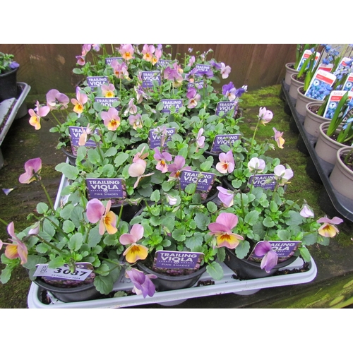 3087 - 18 trailing Viola 