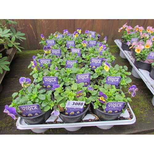 3088 - 18 trailing Viola 