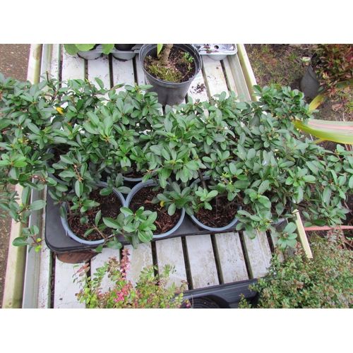 3099 - 8 Pyracantha 