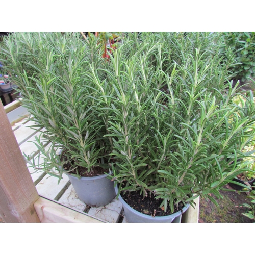 3103 - 2 Rosemary