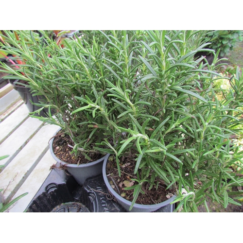 3105 - 2 Rosemary