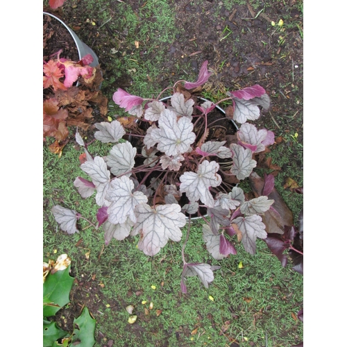 3222 - A Heuchera 