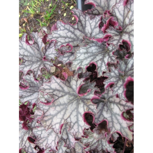 3225 - A Heuchera 