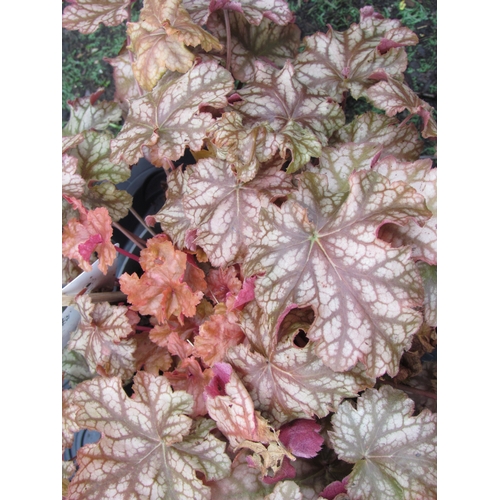 3226 - A Heuchera 