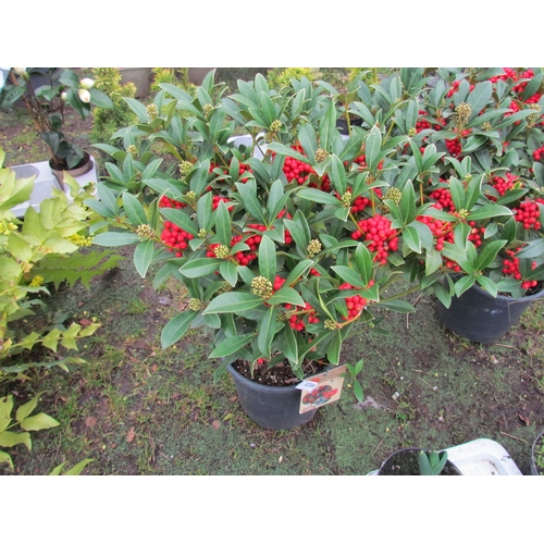 3238 - A Skimmia 