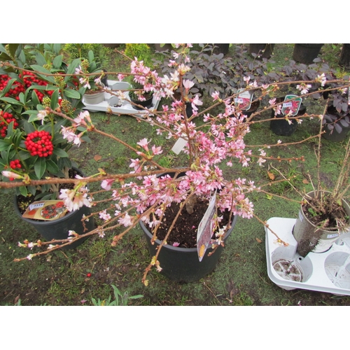 3240 - A multi-stem Prunus 