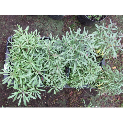 3255 - 8 Erysimum 