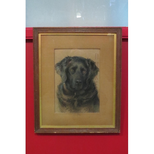 4020 - NELLIE HADDEN (1885-1920): An Edwardian charcoal study of a Labrador, thought to be an advertising w... 